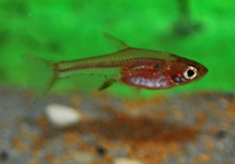 RASBORA AXELRODI NÉON ROUGE