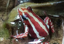 GRENOUILLE POISON TRICOLOR