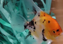 ANGELFISH KOI GOLDHEAD