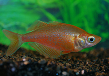 LACHSROTER REGENBOGENFISCH