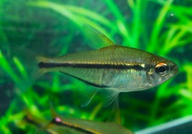 TETRA BARRIGONIAE