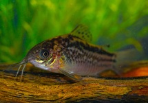 PANTSERMEERVAL ELEGANS