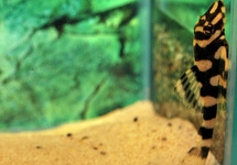 L168 BUTTERFLY PLECO