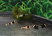 PANDA SHRIMPS MIXED