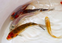 KOI EUROPA 4/7