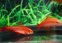 BARBUS CERISE ALBINO