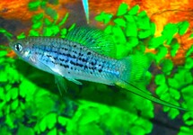 MOUNTAIN SWORDTAIL