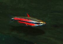 NANNOSTOMUS RUBROCAUDATUS