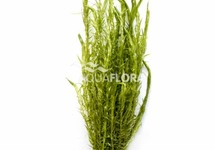 Rotala sp. 'Nanjenshan' - BA