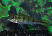 CICHLA MONOCULUS 