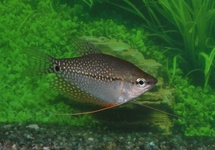 PEARL GOURAMI