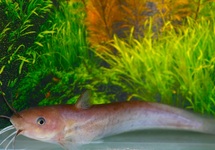 TANDANUS CATFISH