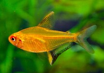 LEMON TETRA