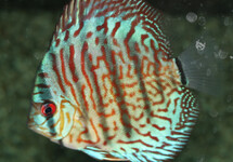 DISCUS ROUGE TURQUOISE