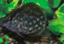 TRIANGLE CICHLID