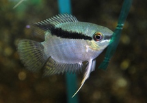 FLAG CICHLID