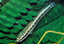 SNAKEHEAD OBSCURA