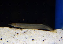 MACROGNATHUS PANCALUS