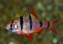 FIVE-BANDED BARB