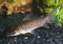PATRIJSPOORT MEERVAL