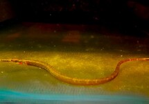 BUISVIS LEIASPIS