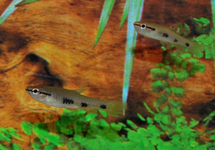 SPLASH TETRA SPILOTA