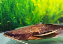 POISSON-CHAT BANJO LEPTURUS