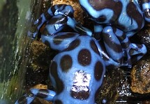 DENDROBATE DORÉ BLEU