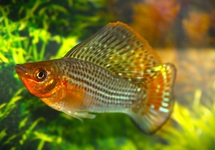 SAILFIN MOLLY