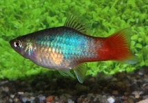 PLATY BLAU REDTAIL