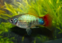 PLATY BLUE BUTTERFLY MICKEY