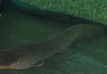 ELECTRIC EEL