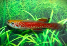 KILLIFISH CAUVETI