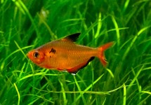 BLUTSALMLER SUPER ROT