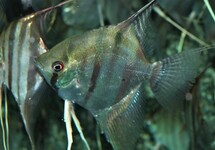 MAANVIS RIO NEGRO