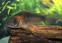 RUSTY CORY
