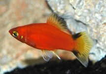 PLATY RED VICTORY