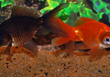 SCHLEIER TELESKOP MIX