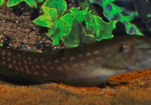 AROWANA MESVIS