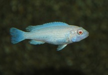 PINDANI CICHLID ALBINO