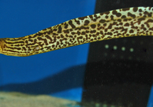 FRESHWATER TIGER MORAY EEL