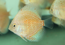 DISCUS SNOW LEOPARD