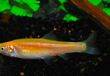 ROSY-RED MINNOW