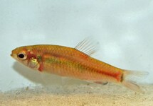 TETRA ANSORGII