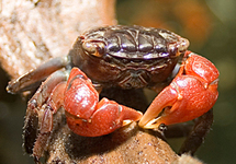 CRABE À PINCES ROUGES