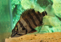 SILVER TIGER PERCH