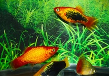 PLATY GLOWLIGHT MIXED