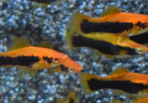 SWORDTAIL RED TUXEDO