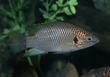 GOLDEN GUINEA CICHLID