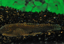 SPOTTED HILLLSTREAM LOACH